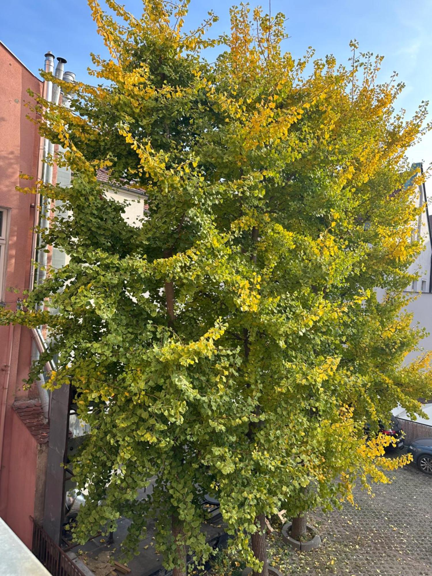 Cilantro Przy Starym Rynku Apartamento